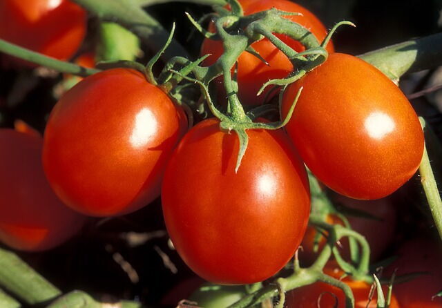 Tomates sur la vigne