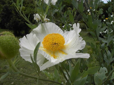 Romneya coulteri