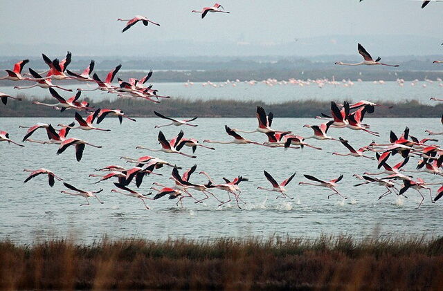 Flamants roses, Comacchio