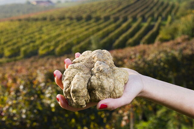 truffes blanches