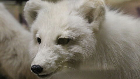 Renard Taxidermie
