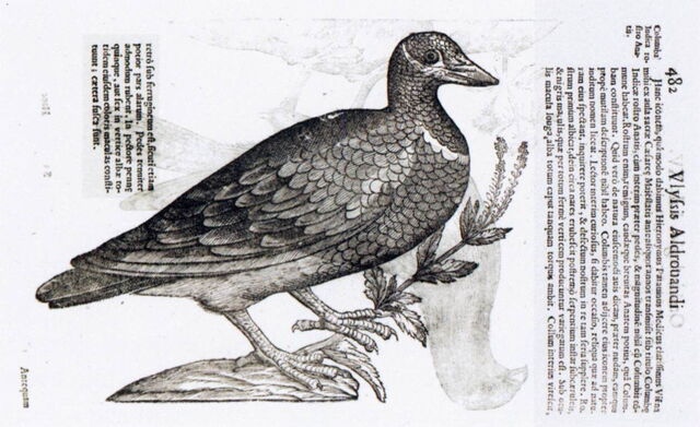 Colombe aux cordes bleues