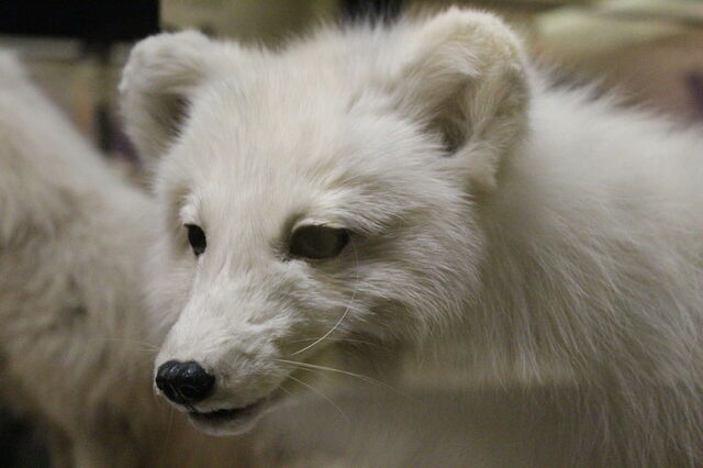 Renard Taxidermie