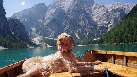 Un chien profitant d'une pause dans les Alpes italiennes