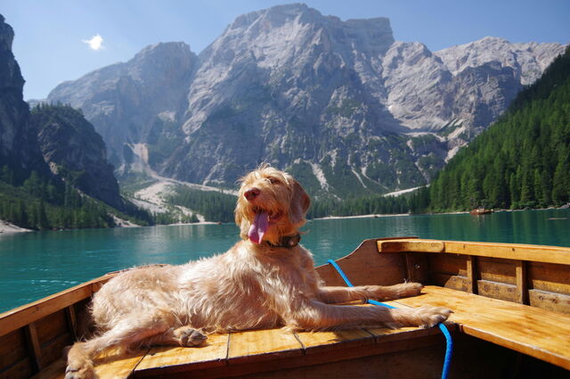 Un chien profitant d'une pause dans les Alpes italiennes