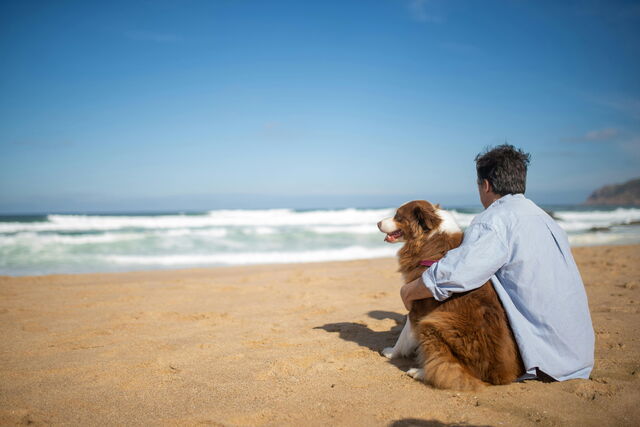 chien-plage