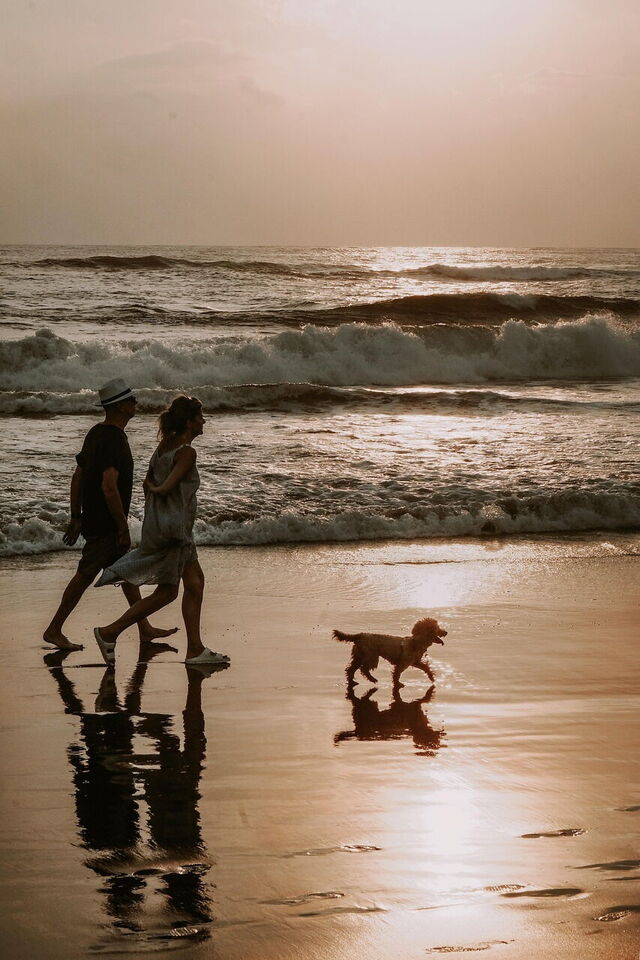 couple chien