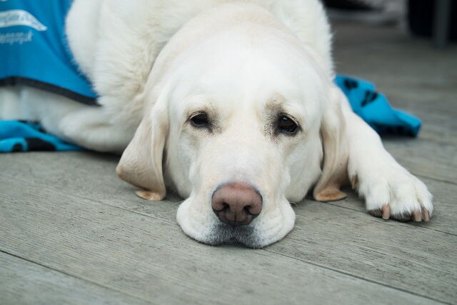 chien