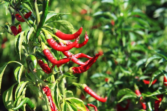 Plant de piment