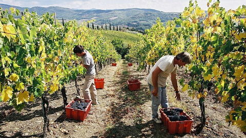 volpaia vendanges