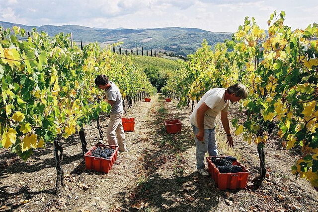 volpaia vendanges