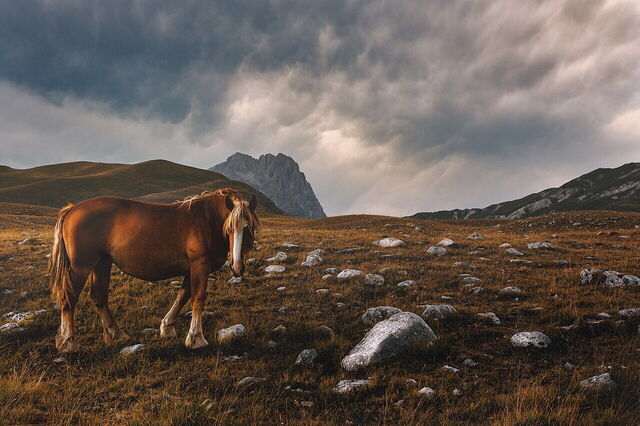 Parc équestre du Gran Sasso