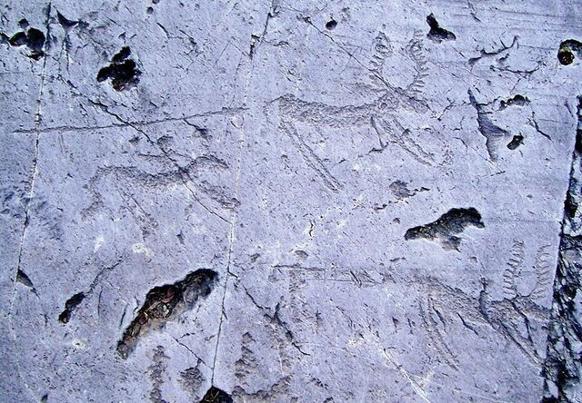 Une scène de chasse gravée sur le rocher