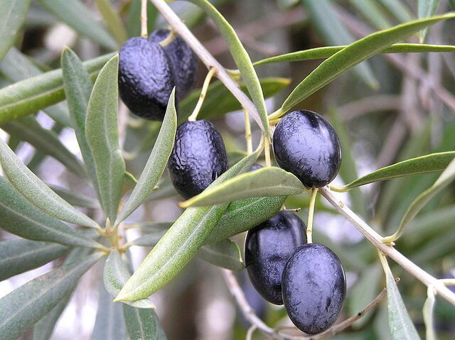 Olive noires matures