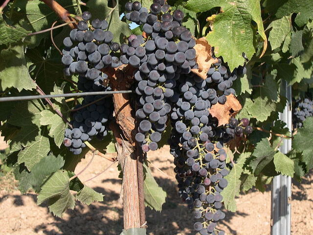 Gros plan sur une vigne de merlot
