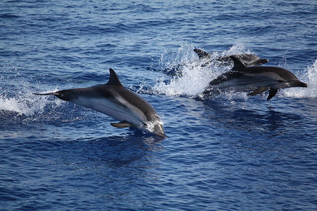 Dauphins panarea