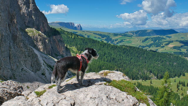 Randonnée avec un chien dans les Dolomites