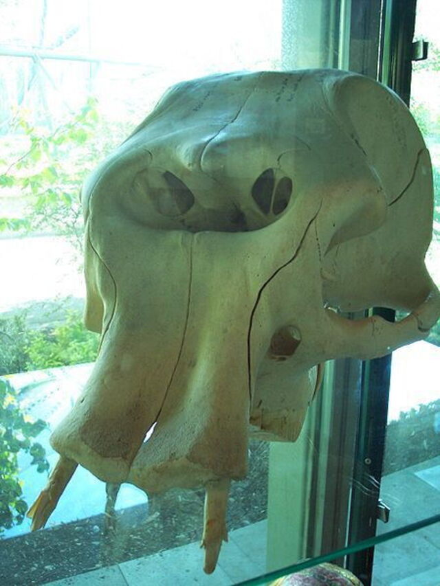 Crâne d'éléphant nain disparu