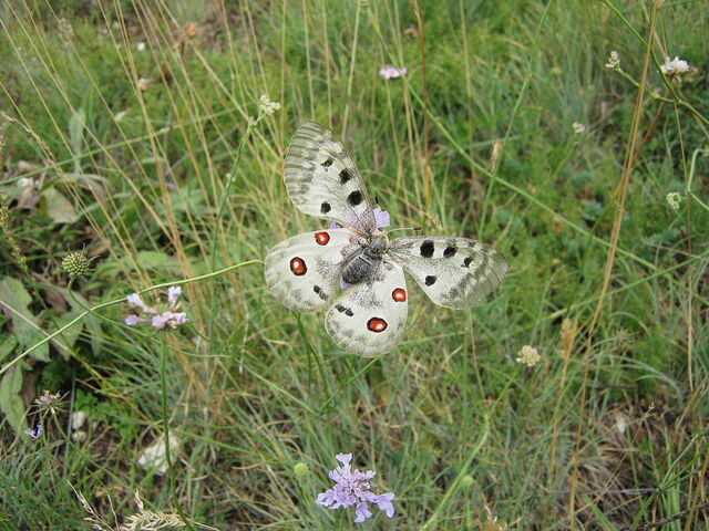 Papillon Apollo au Gran Sasso