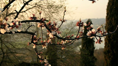 Parco Giardino Sigurtà, fleurs de cerisier