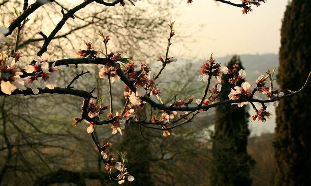Parco Giardino Sigurtà, fleurs de cerisier
