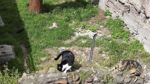 Les chats de Torre Argentina