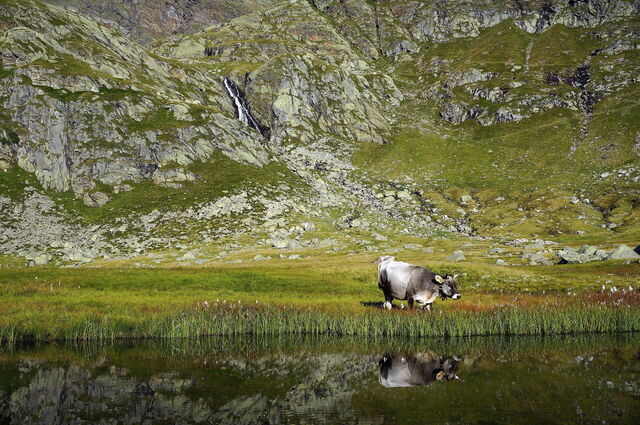Une vache à l'extérieur de Merano