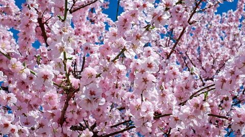 fleurs de cerisier