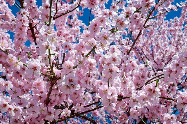 fleurs de cerisier