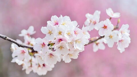 Fleurs de cerisier