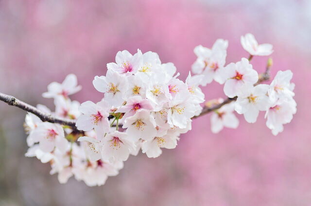 Fleurs de cerisier