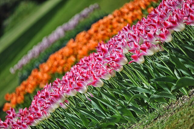 tulipes