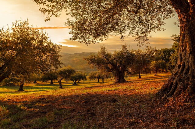 Vignoble