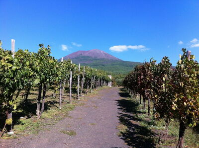 Vignoble à la base du Vésuve