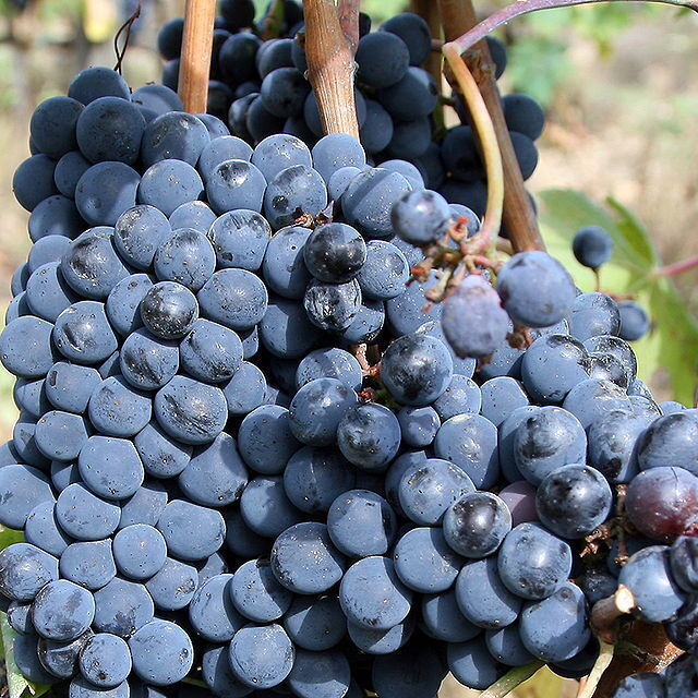 Le cèpage de sangiovese utilisé pour la fabrication du Chianti