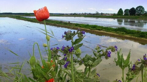 Une rizière dans la Piémont