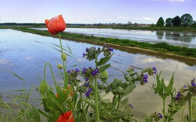 Une rizière dans la Piémont