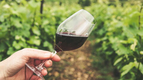 vignoble