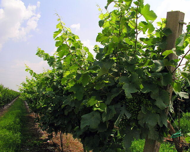 Les vignobles du Prosecco