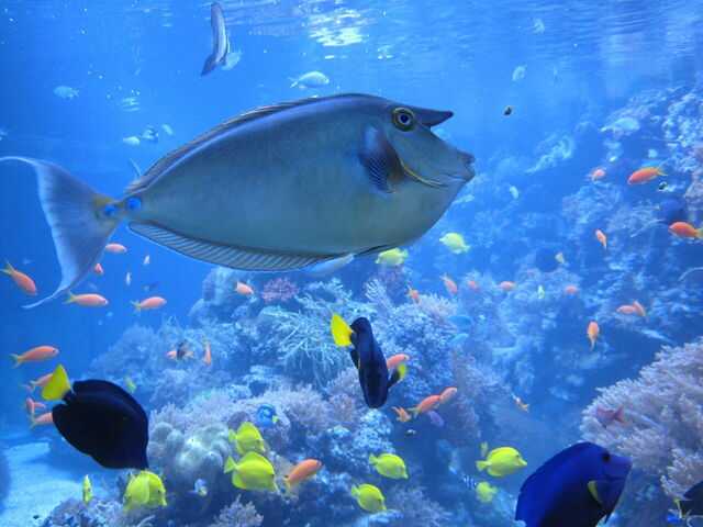 aquarium, gênes