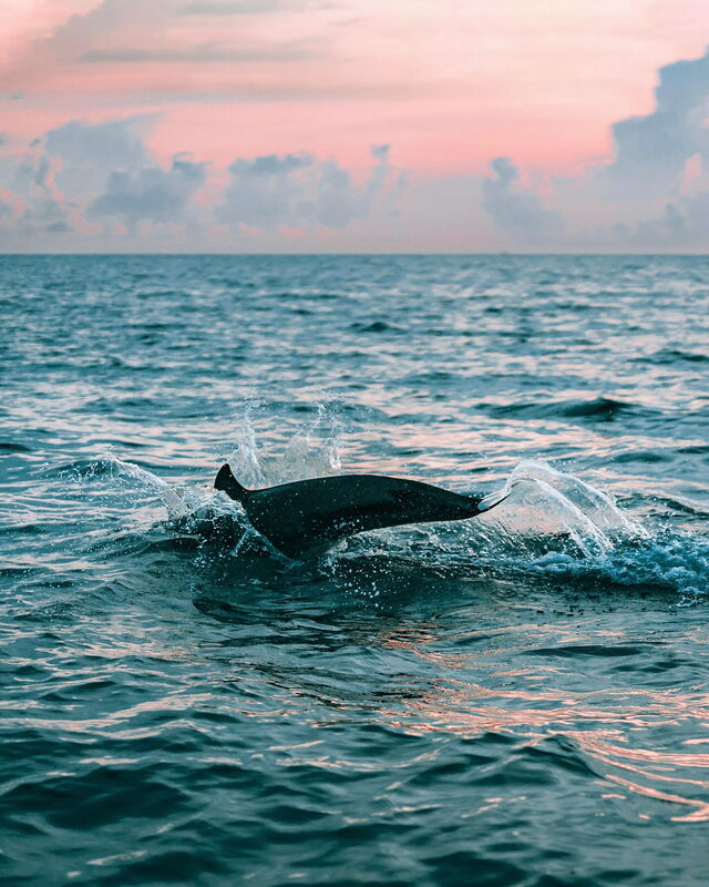 dauphin