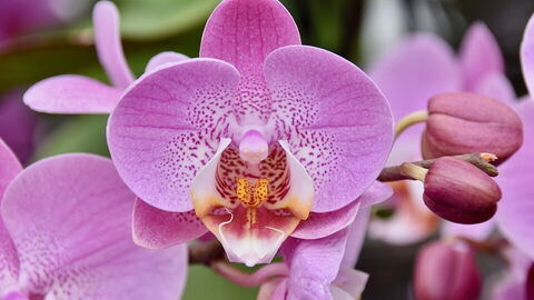 orchidée