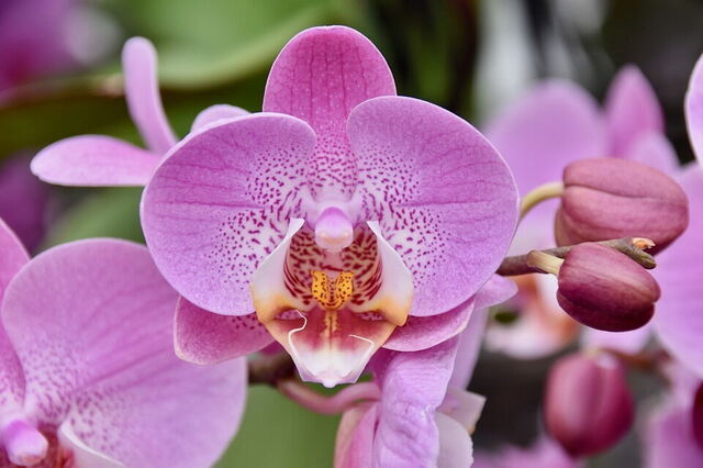 orchidée
