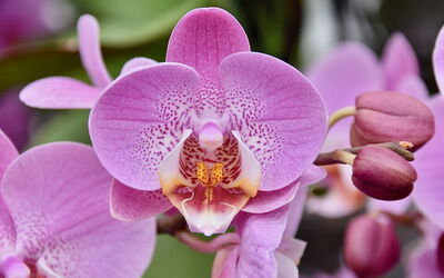 orchidée
