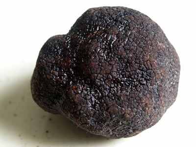 La fameuse truffe noire