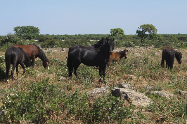 Chevaux sauvages, Giara di Gesturi