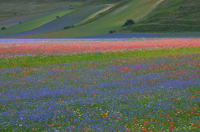 Piani di Castelluccio, fleurit