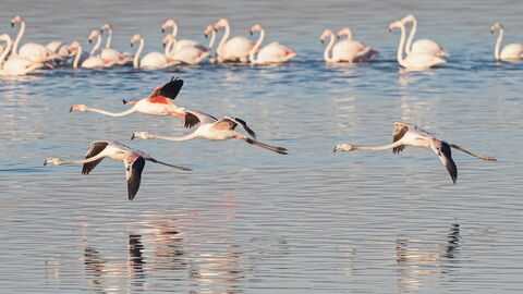 flamants roses