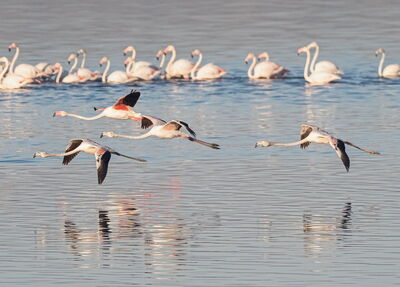 flamants roses