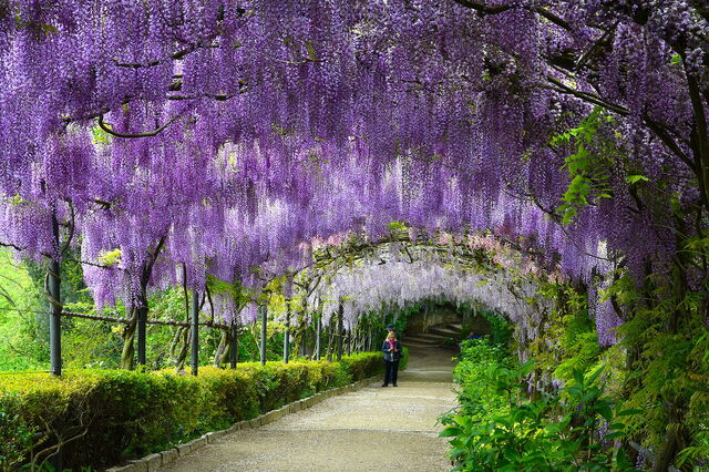 jardins de glycine Bardini
